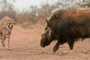 cinghiale, gatto, Ghepardo, sorriso