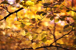 l'automne, feuilles, la nature