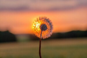 diente de león, planta, puesta de sol, el cielo