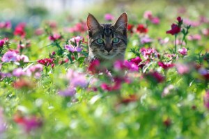 bokeh, gato, dente de alho, flores, Veja, focinho