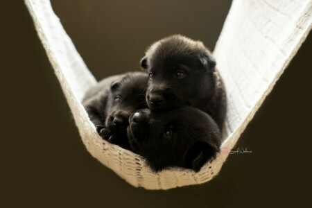 comodidad, perros, cachorros