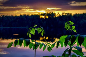 branches, paysage, le coucher du soleil