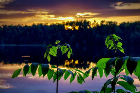 takken, landschap, zonsondergang