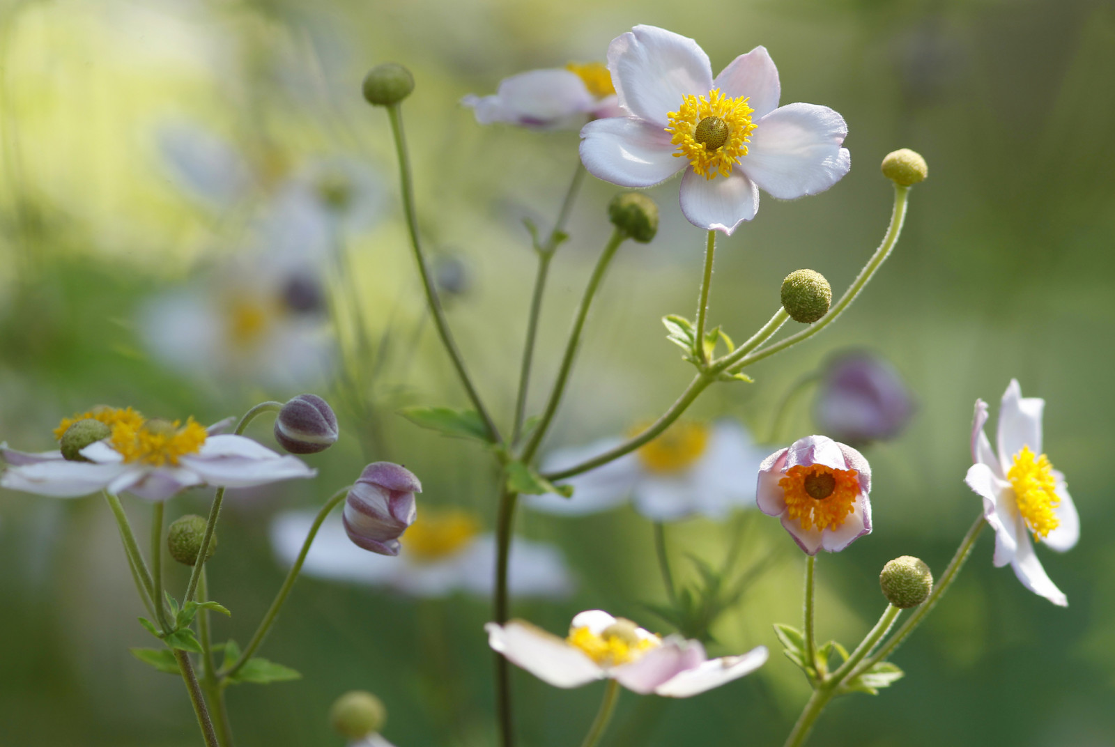 fält, växt, blomma, äng, kronblad