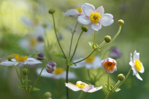 fält, blomma, äng, kronblad, växt