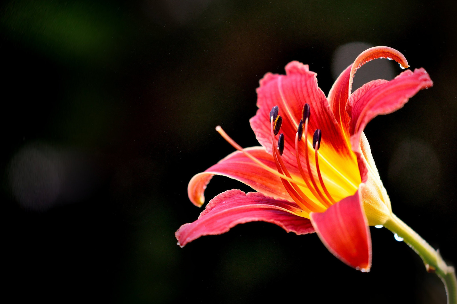 background, flower, drops, Lily, petals, Rosa