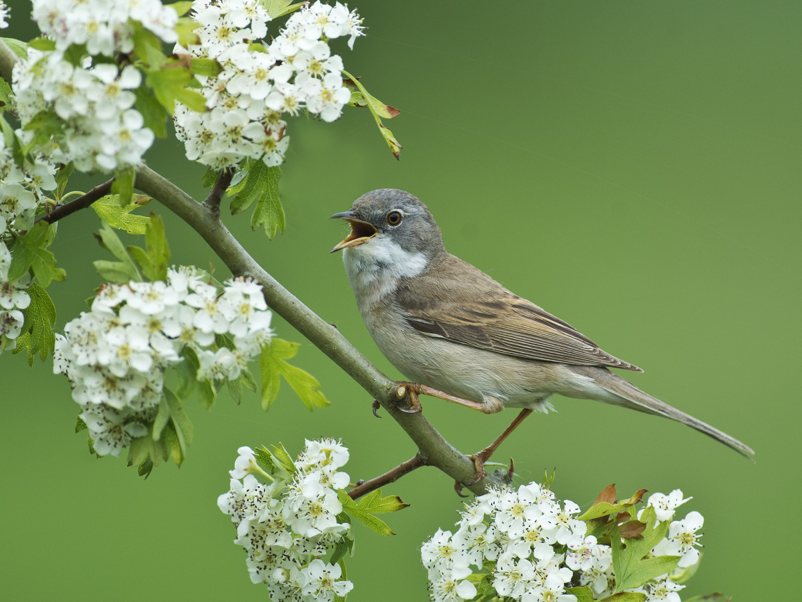 flowers, branch, bird, flowering, hawthorn, Warbler, Gray Warbler