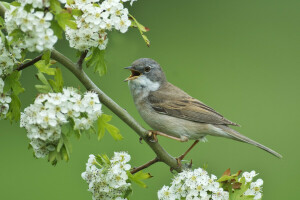 uccello, ramo, fioritura, fiori, Warbler grigio, biancospino, uccello canoro