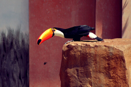 pico, pájaro, negro, plumas, Tucán