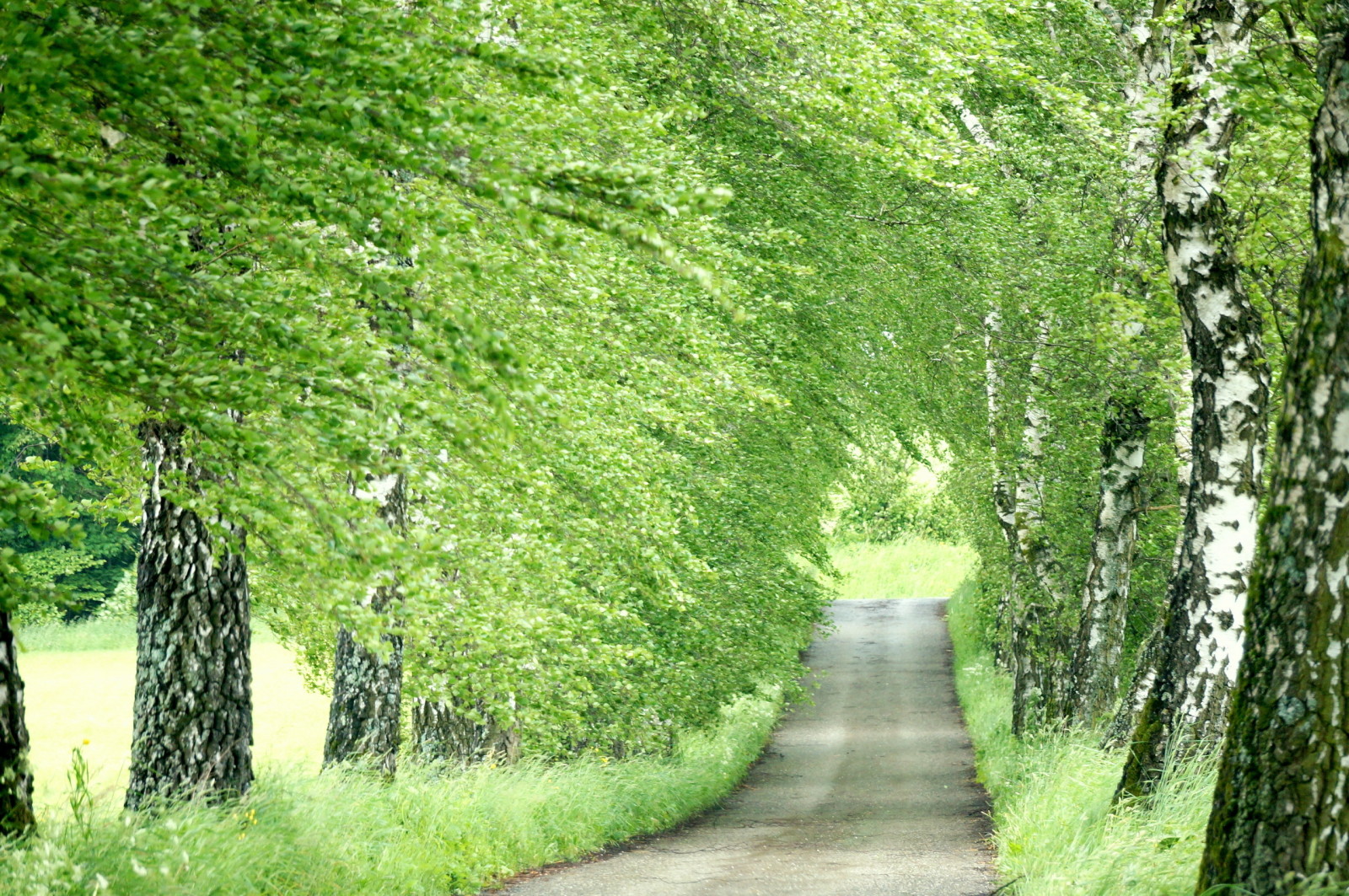 natura, strada, betulla