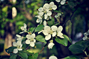 eple, blomster, vår