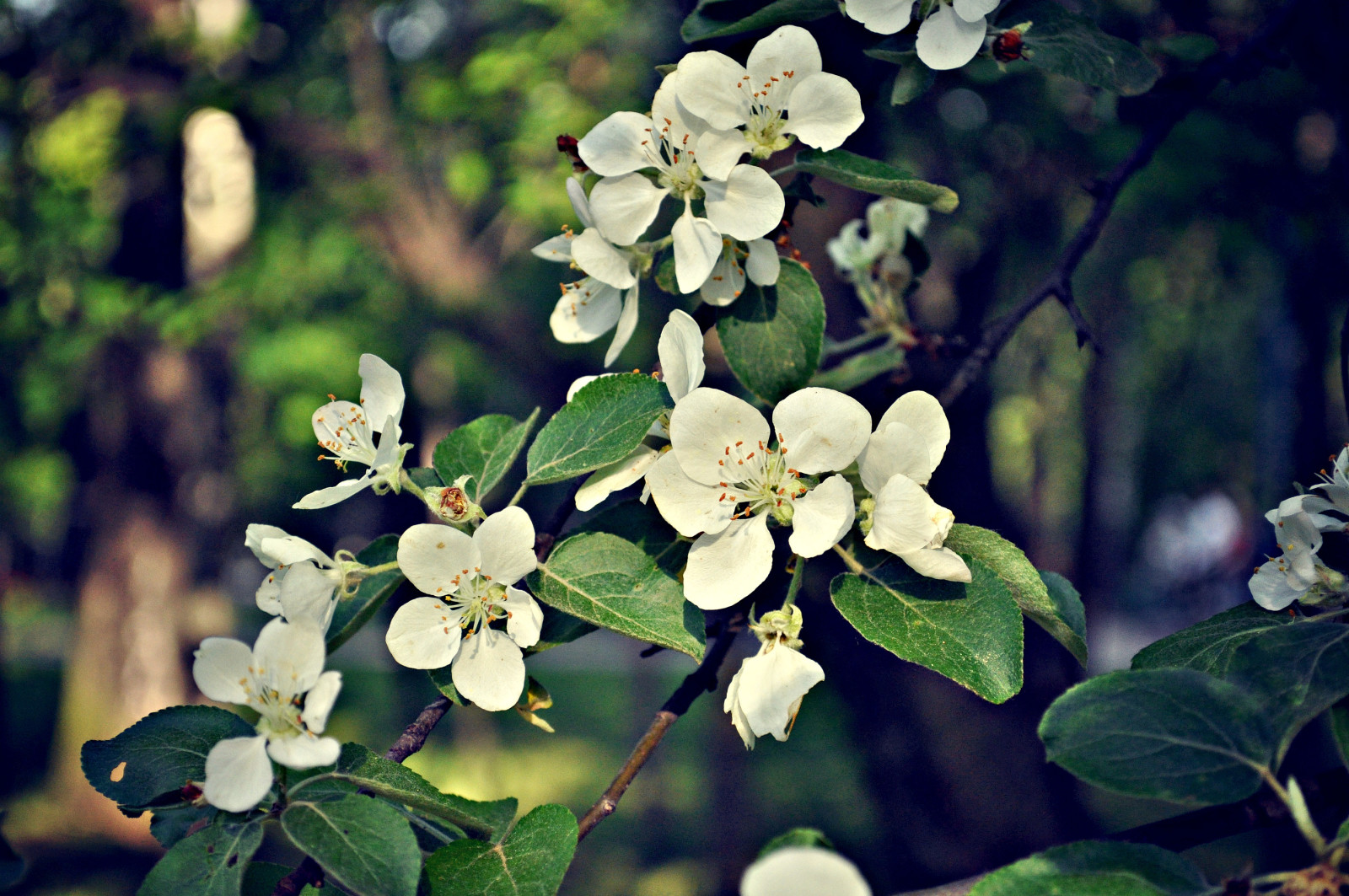 blomster, vår, eple