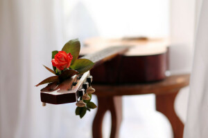 chitarra, amore, melodia, Musica, rosa