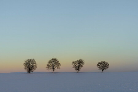 felt, landskap, snø, trær, vinter