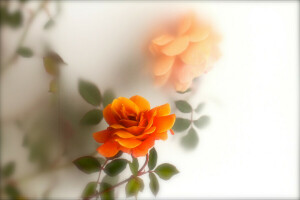 blur, leaves, orange, rose