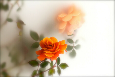 brouiller, feuilles, Orange, Rose