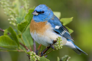 fågel, Färg, fjädrar, löv, natur