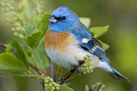 vogel, kleur, veren, bladeren, natuur