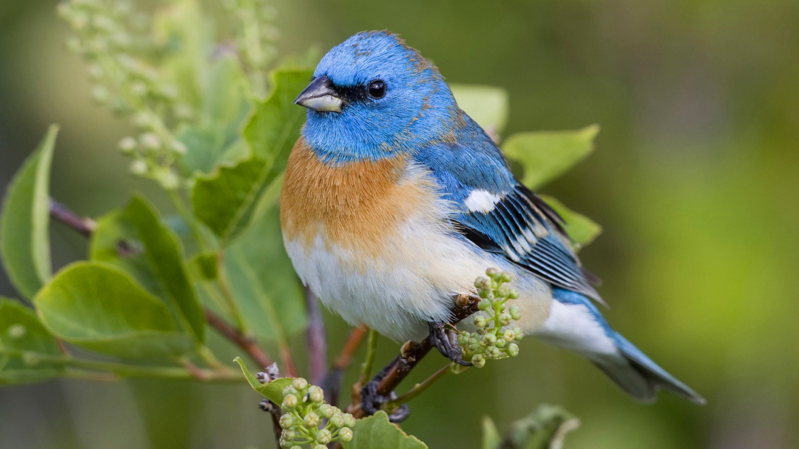 naturaleza, hojas, pájaro, color, plumas