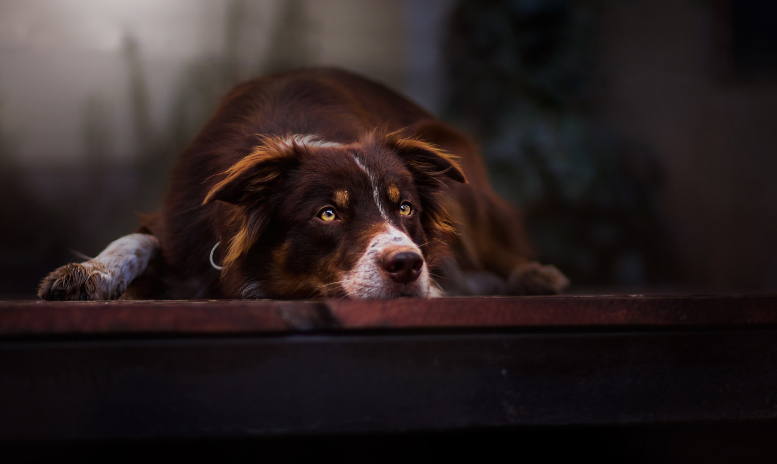 kijken, hond, elk