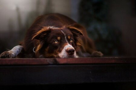 hund, varje, se