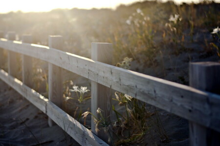 landscape, light, the fence