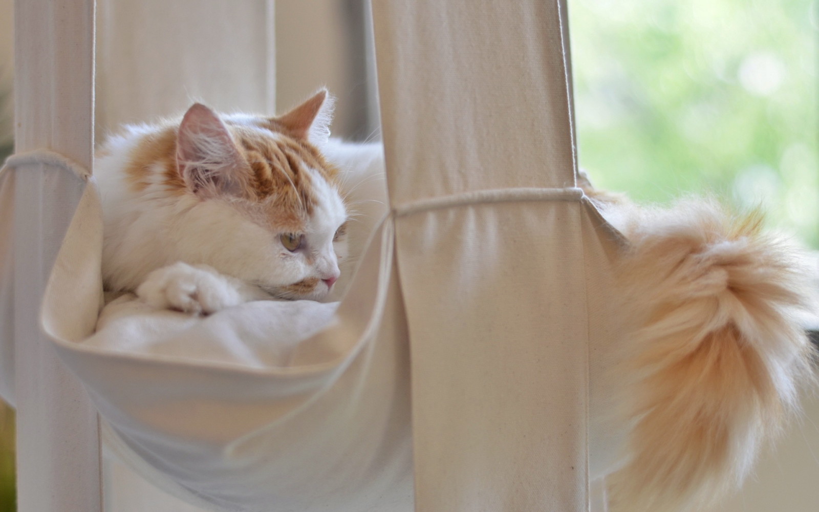 Hintergrund, Katze, Haus