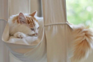 background, cat, house