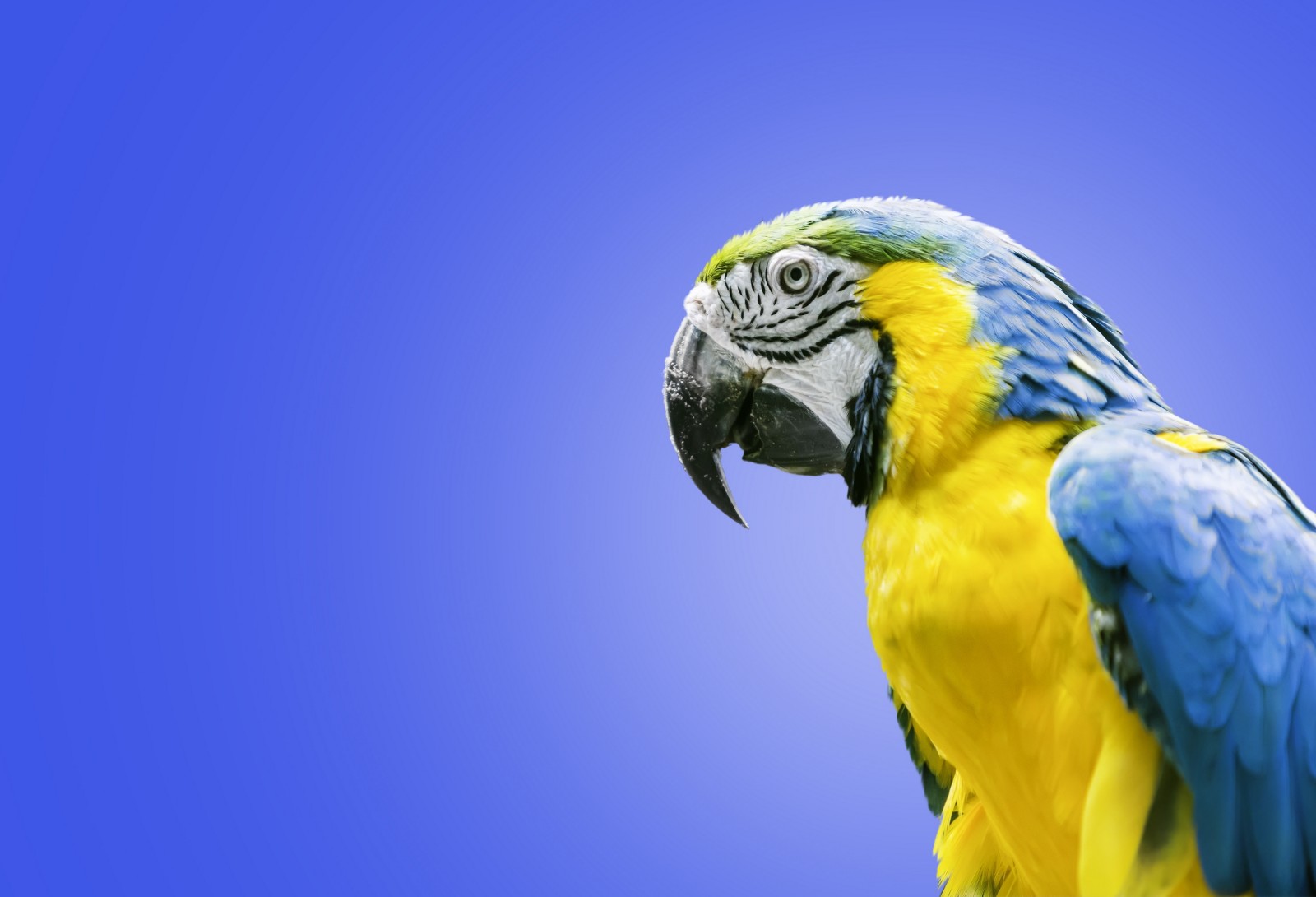 bird, parrot, Ara, Blue-and-yellow macaw