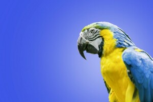 Ara, bird, Blue-and-yellow macaw, parrot