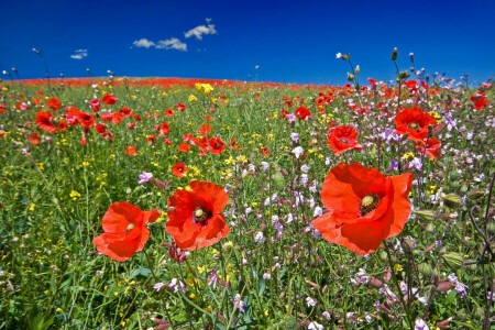 field, flowers, grass, Maki, meadow, the sky