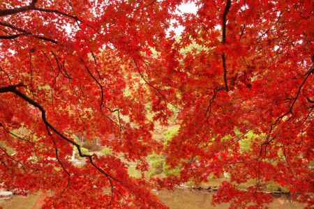 efterår, grene, blade, ahorn, Parkere, Dam, Crimson, træer