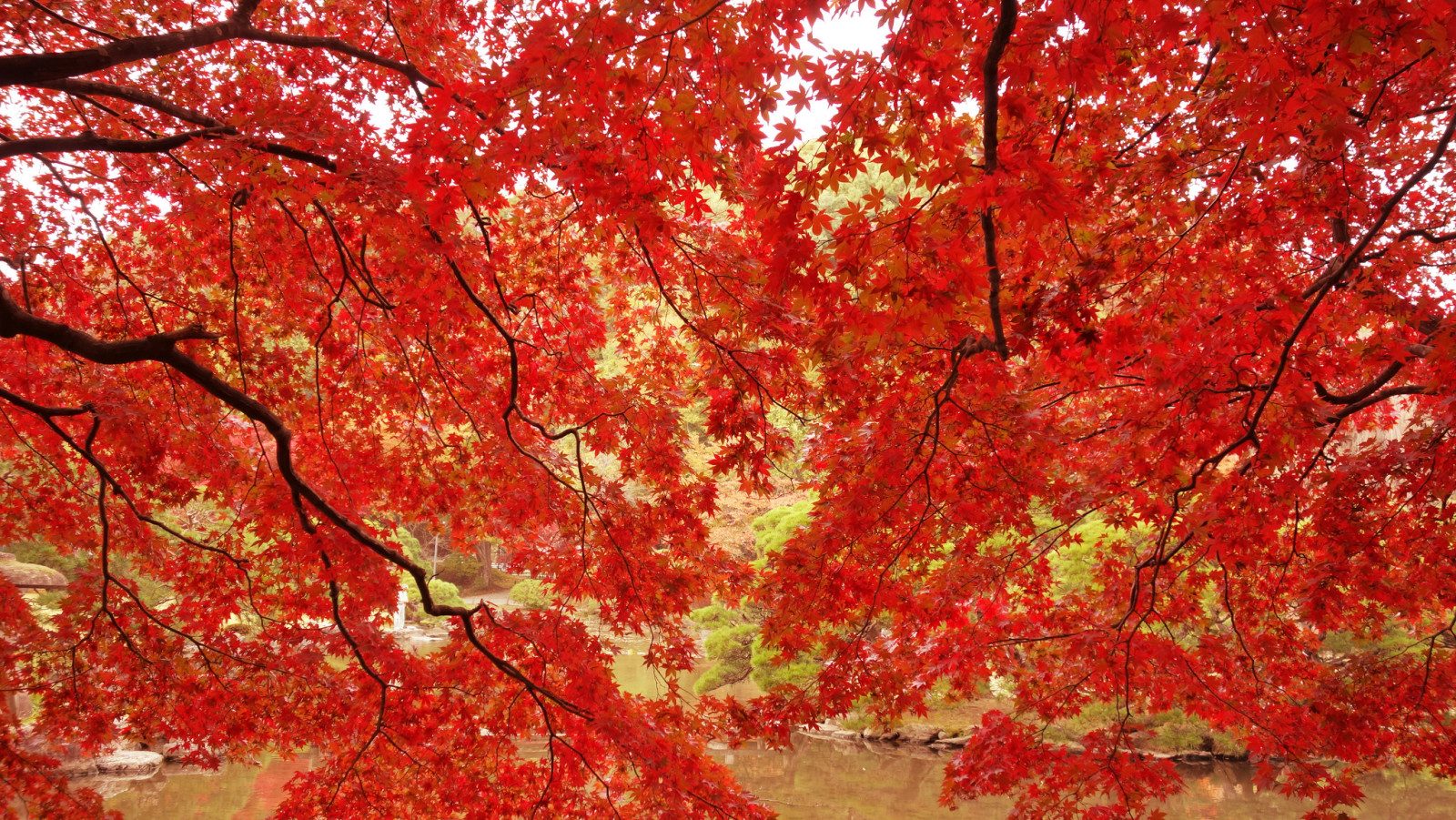 herfst, takken, Park, bomen, bladeren, vijver, esdoorn-, De karmozijnrood