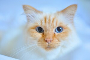 blue eyes, cat, look, muzzle