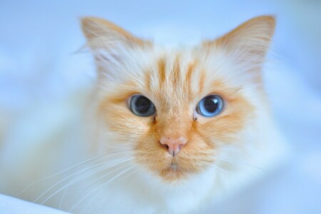 blue eyes, cat, look, muzzle