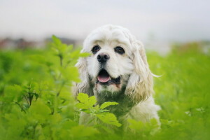 Hund, jeder, aussehen