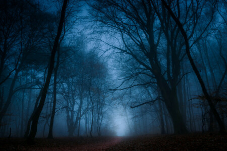 l'automne, branches, brouillard, forêt, feuilles, le chemin, des arbres