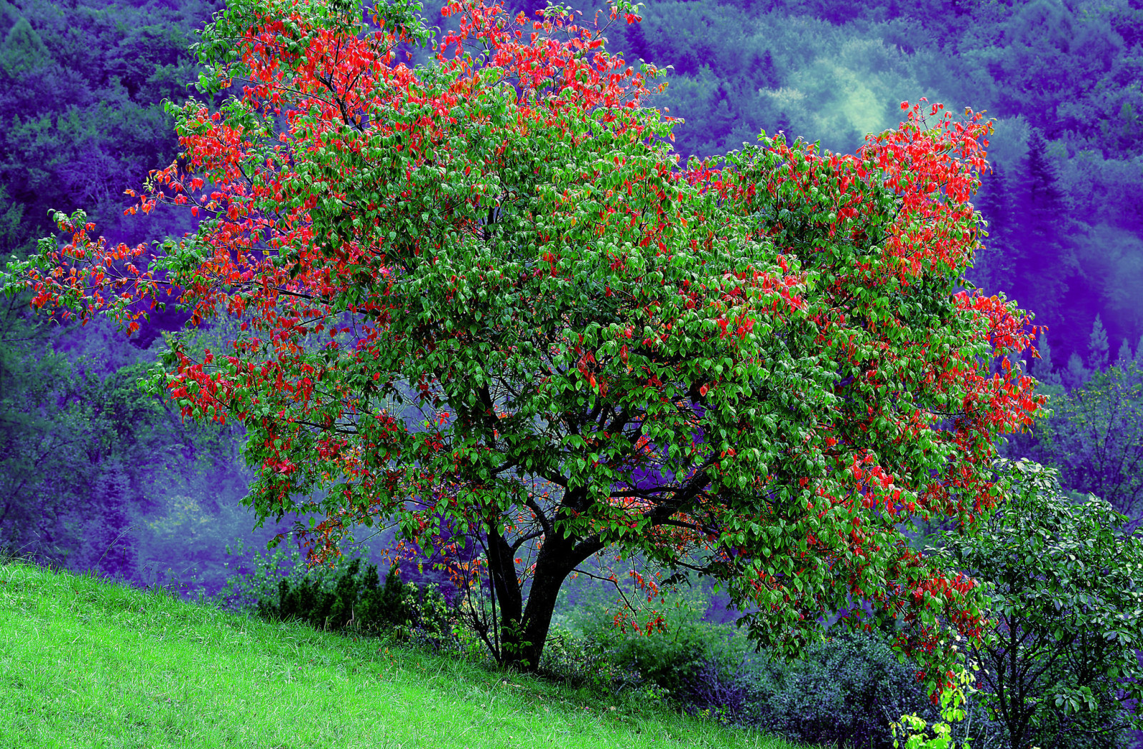 tree, autumn, grass, mountains, leaves, slope