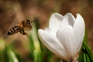 Bi, blomst, insekt, natur, nektar, hvid