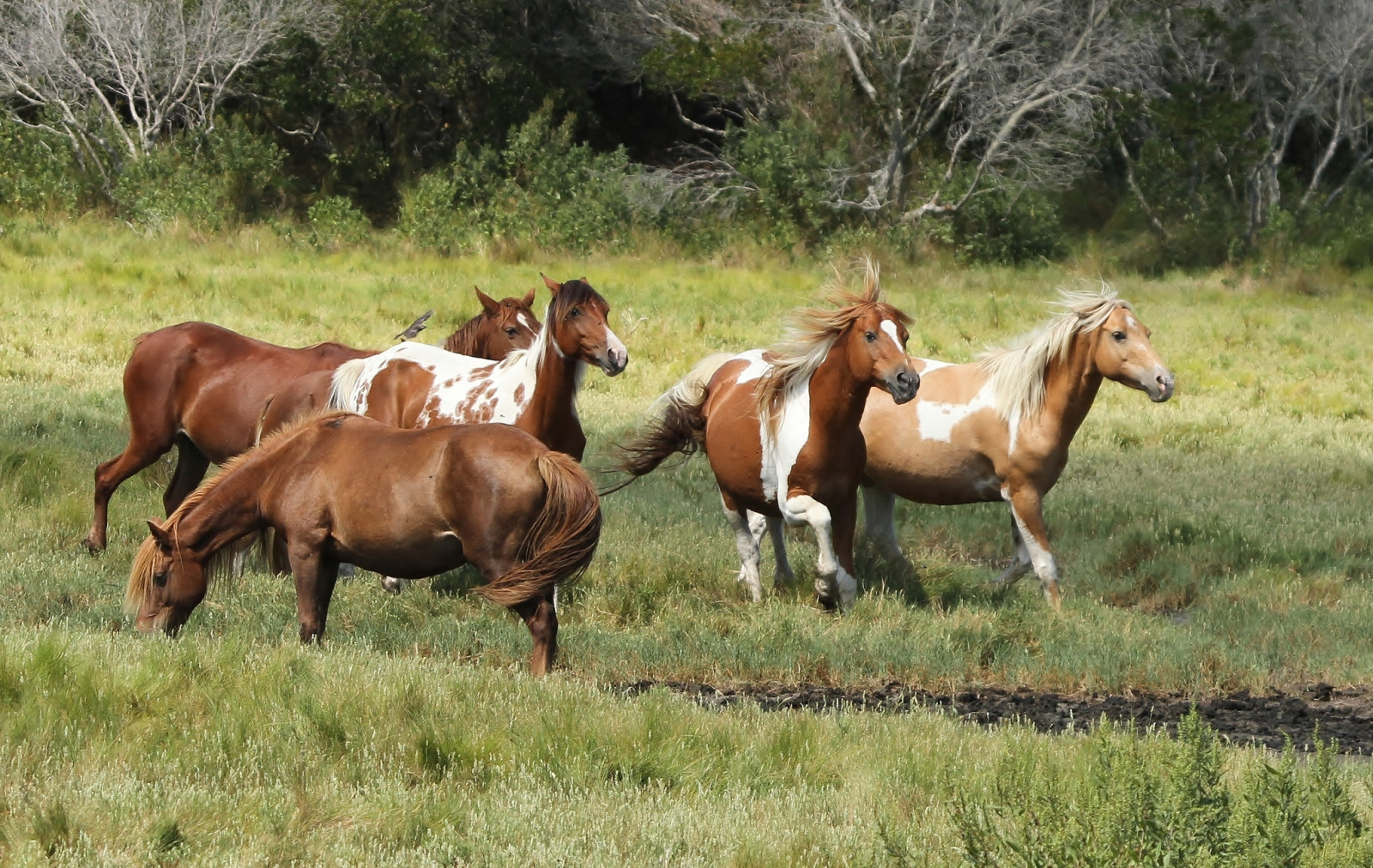 pony Astig, pony Refuge