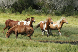 pony Astig, pony toevlucht