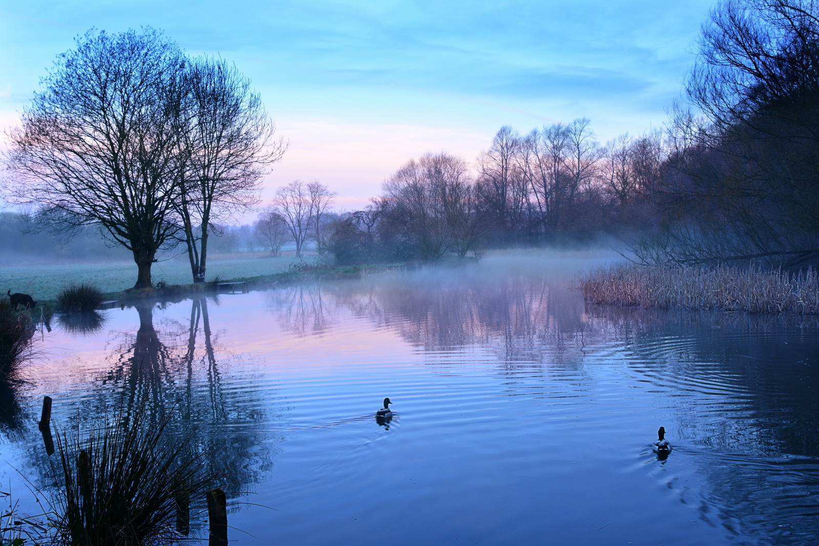 lago, mattina, anatra