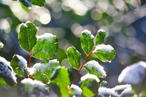 frunze, macro, natură