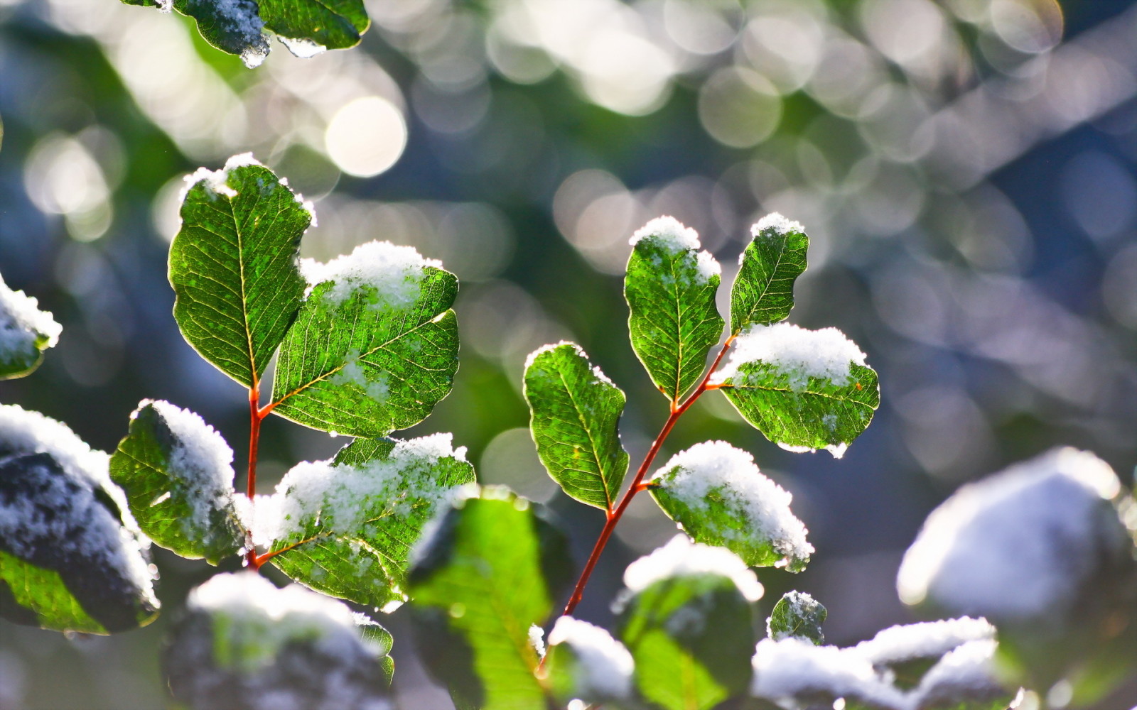 nature, macro, leaves