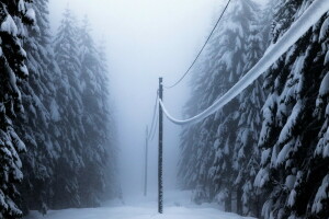 floresta, linhas de energia, neve, inverno