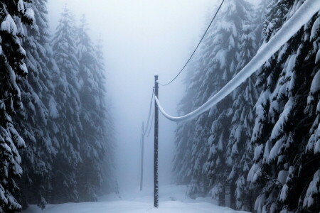 forest, power lines, snow, winter