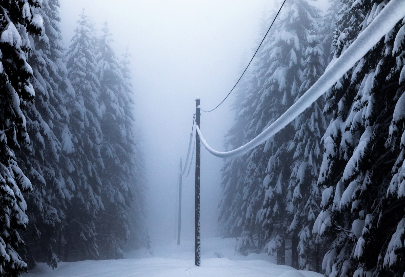 Schnee, Wald, Winter, Stromleitungen