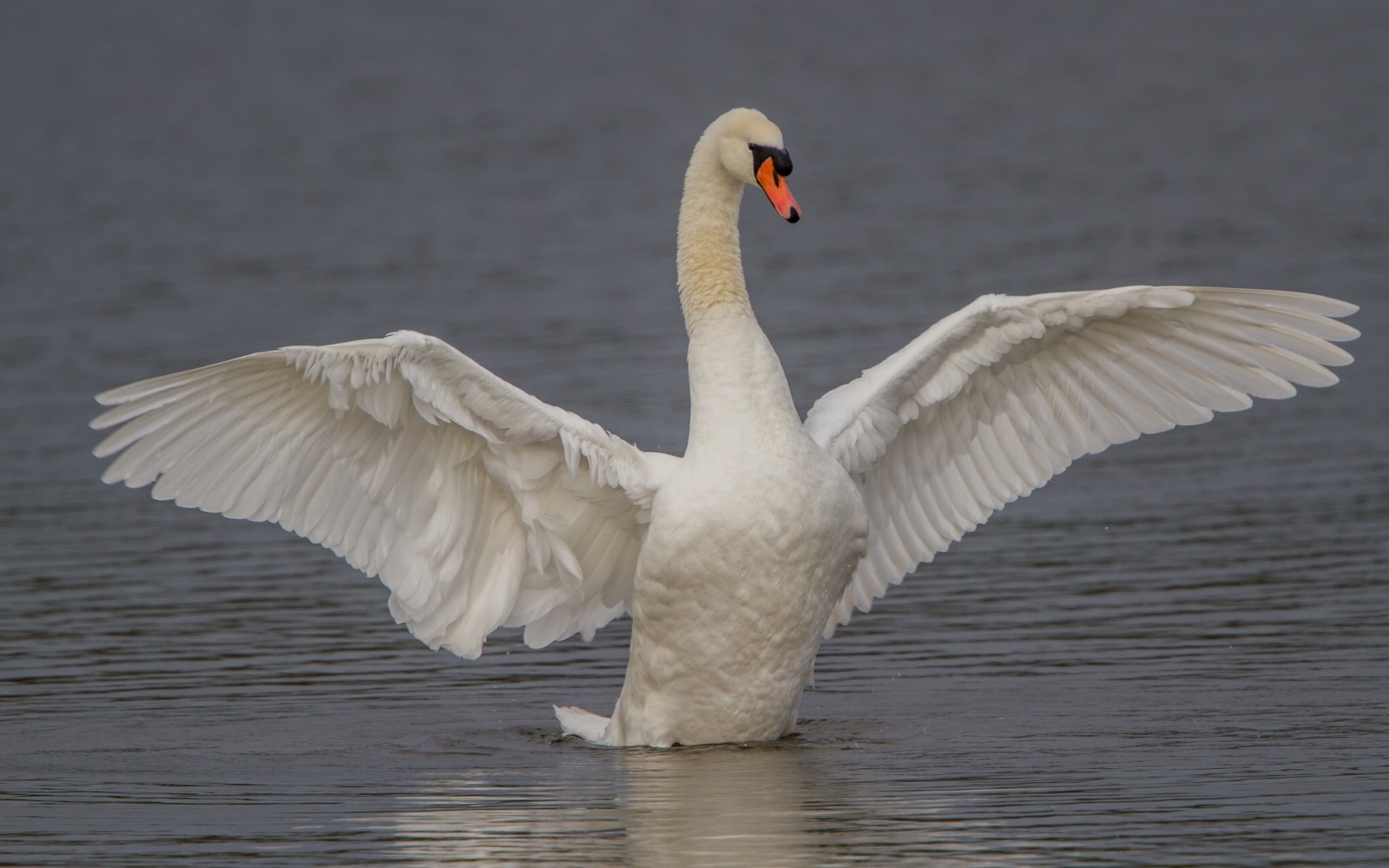 oiseau, ailes, cygne