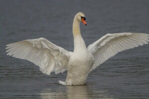 uccello, cigno, Ali