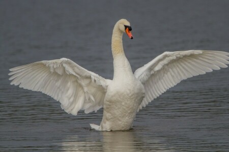 Vogel, Schwan, Flügel